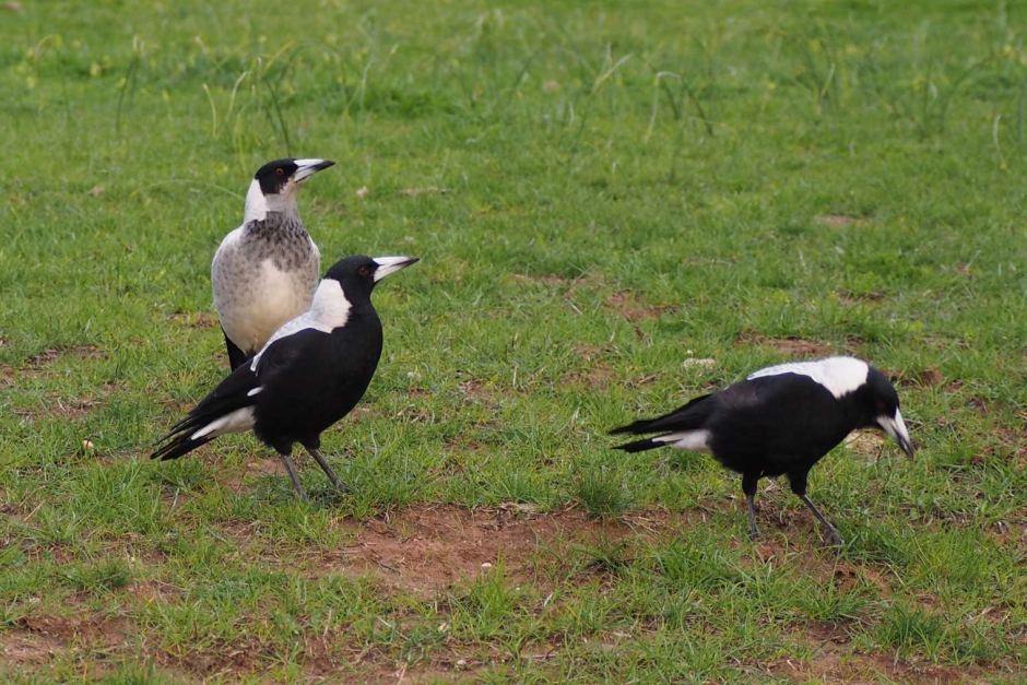 5 Tips To Keep Birds Away From Your Garden And Property Online